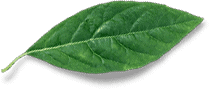 Green Leaf