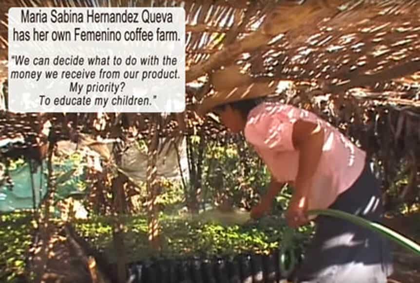 Cafe Femenino farmer looking over ethically grown coffee plants in shaded building