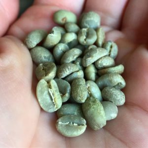 Green coffee beans in my hand