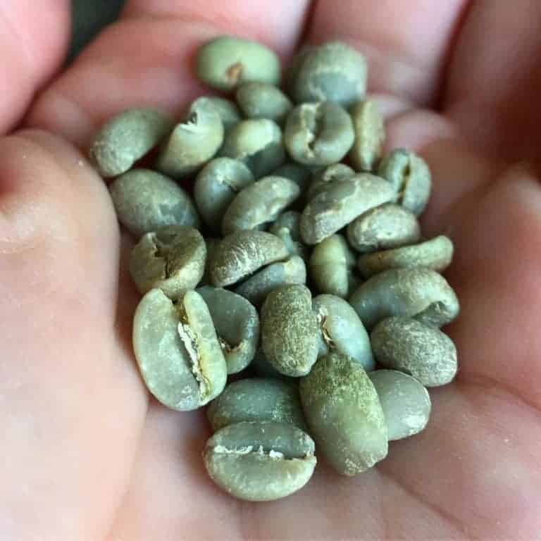 Green coffee beans in my hand