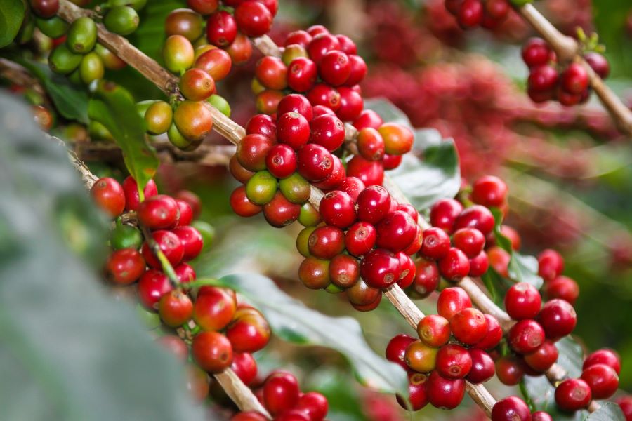 A branch of a coffee plant, full of cherries