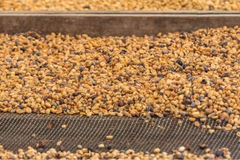 green coffee beans on a sizing sorting rack