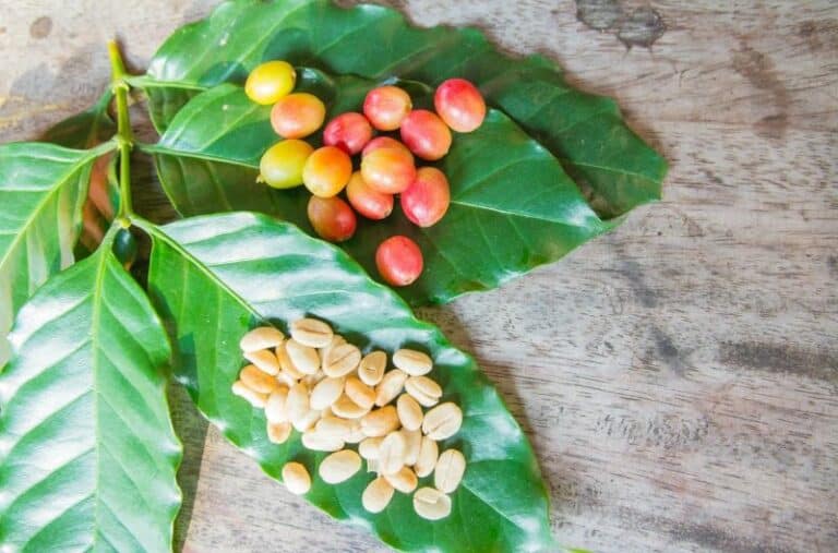 Coffee leaves with cherries and green beans