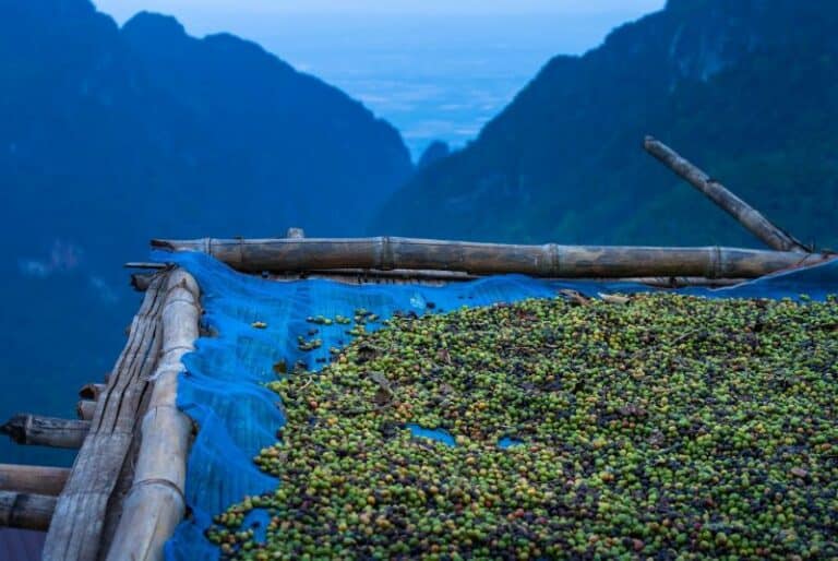 Rack of coffee cherries drying on a wood and tarp frame, mountains behind