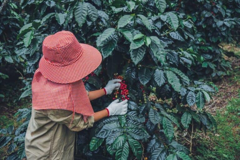 Woman in red had and scarf harvesting coffee cherries