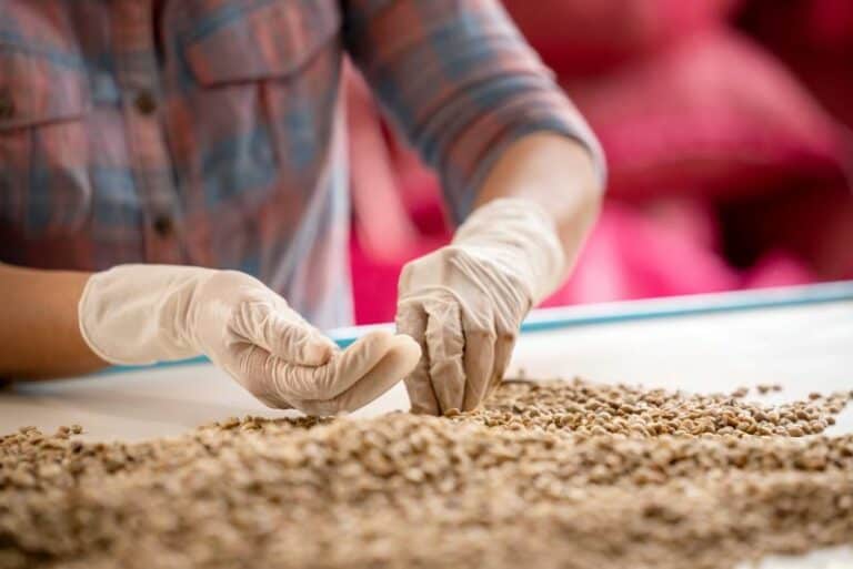 Sorting green coffee beans