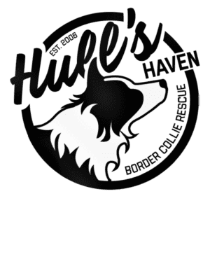 Hull's Haven Border Collie Rescue 🍁