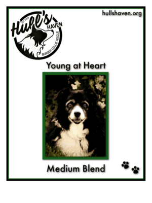 Hull's Haven Medium Blend Coffee Label, featuring a older black and white Border Collie