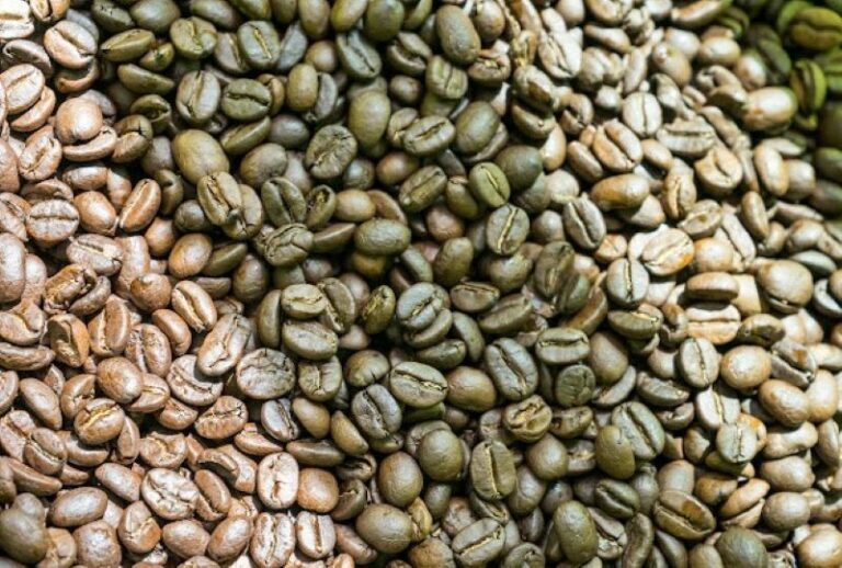 samples of different green coffee beans from different areas