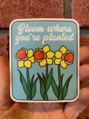 sticker daffodil trio bloom where you're planted