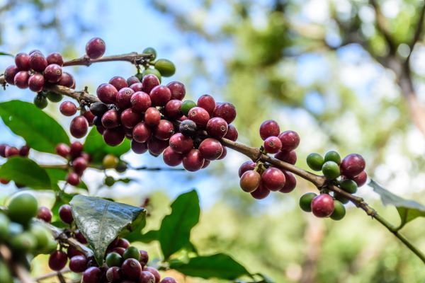 Coffee cherries on a branch