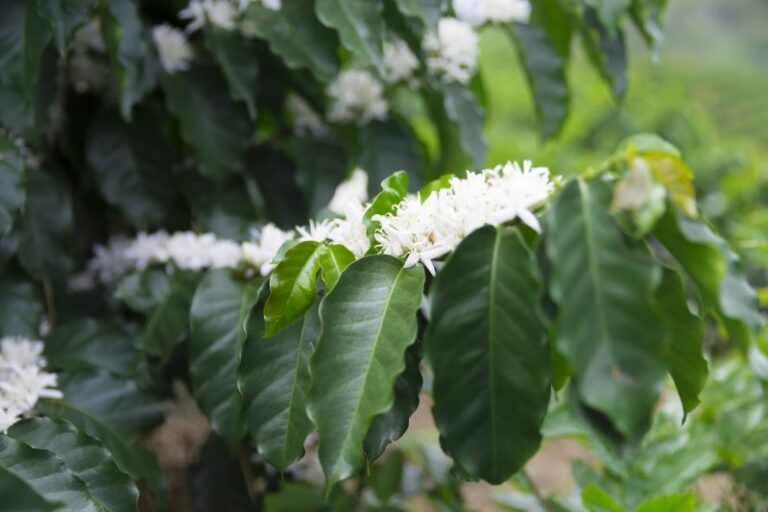 Indian Mysore Coffee flowers on a branch