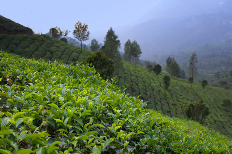 Field of Indian coffee plants