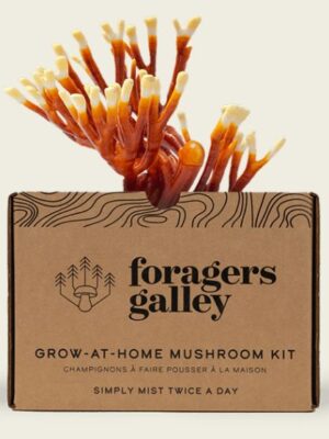 Foragers Galley Antler Reishi Grow at Home Mushroom Kit with sprouted mushroom