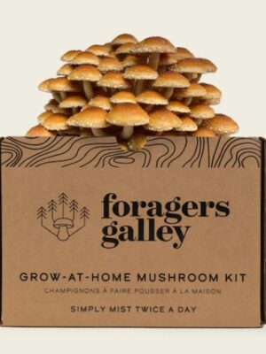 Foragers Galley Chestnut Grow at Home Mushroom Kit with sprouted mushroom