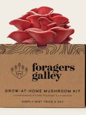 Foragers Galley Pink Oyster Grow at Home Mushroom Kit with sprouted mushroom