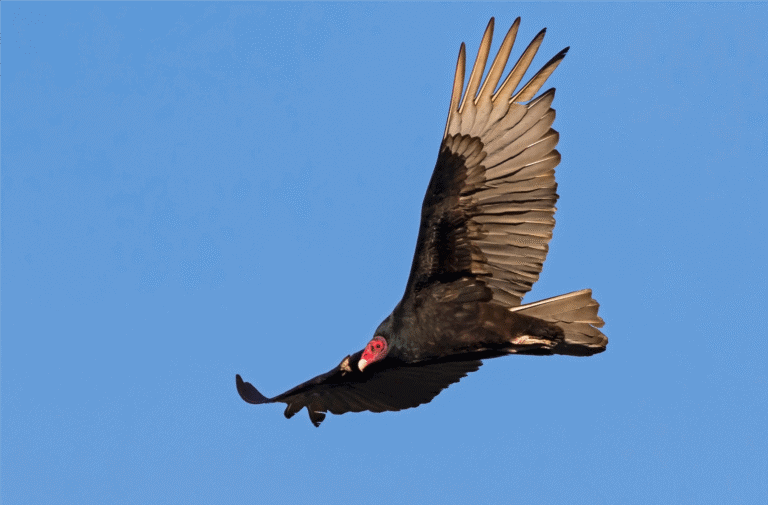 a red-headed turkey vulture flying for Alberta Birds of Prey Centre in Coaldale