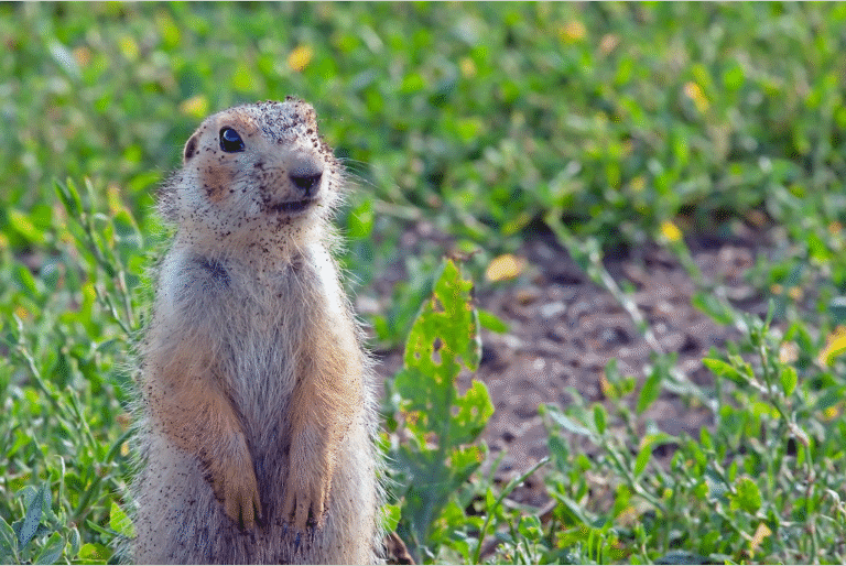 a dirt covered gopher standing up in grass