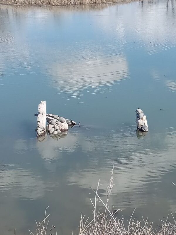 Turtles sunning on logs at the Helen Schuler Nature Reserve