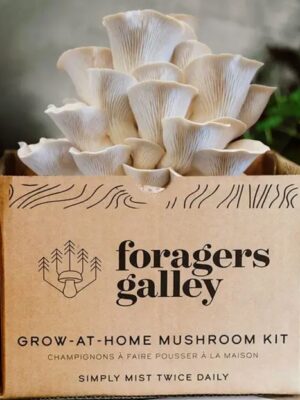 Foragers Galley white Oyster Grow at Home Mushroom Kit with sprouted mushroom