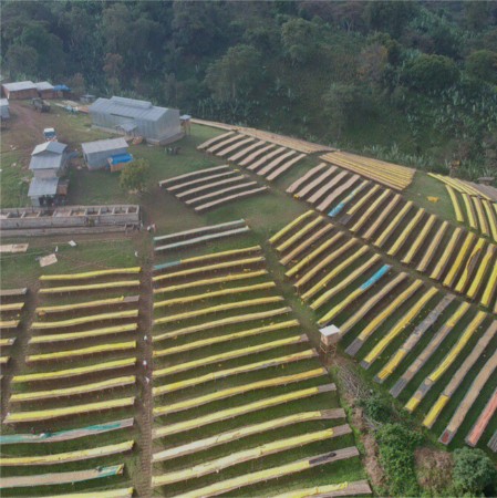 Ethiopia Guji Coffee Medium Roast, fully natural and sundried in sheds