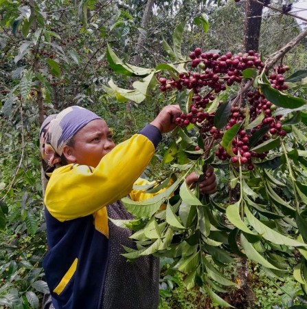 Ethiopia Guji Coffee Medium Roast, being harvested