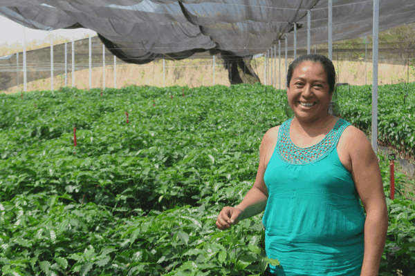 Coffee grower with nets overhead and young coffee plants