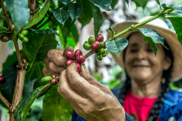 ethically sourced coffee beans